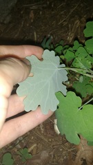 Macleaya
