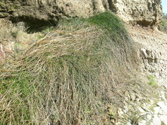 Juncus breweri