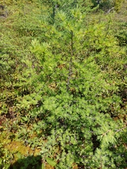 Larix laricina image