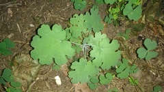 Macleaya