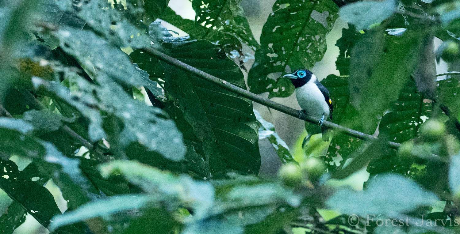Wattled Broadbill (Sarcophanops steerii), photo 2