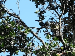 Andigena nigrirostris