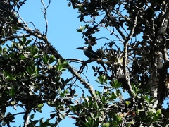 Andigena nigrirostris