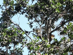 Andigena nigrirostris