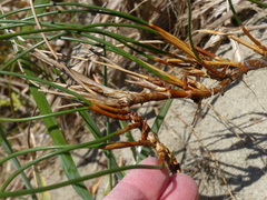Juncus breweri