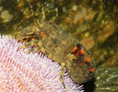 Scyllarus arctus