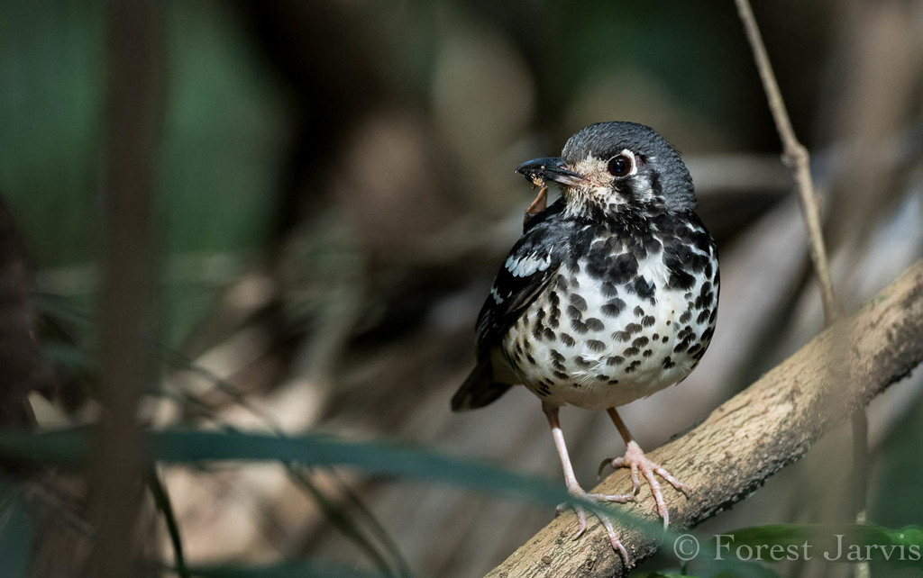 Ashy Thrush