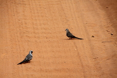 Oena capensis aliena