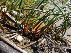 Juncus breweri