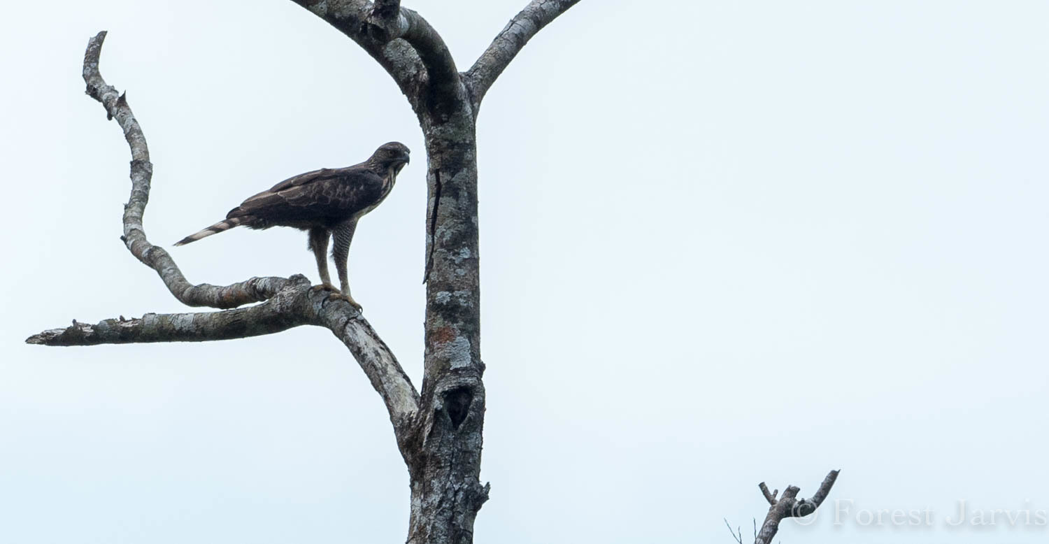 Philippine Hawk-Eagle (Nisaetus philippensis), photo 6