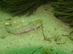 Gobius xanthocephalus