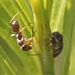 Prairie Mound Ant - Photo (c) Ann McKenzie, some rights reserved (CC BY-NC), uploaded by Ann McKenzie