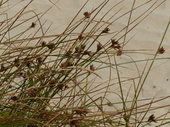 Juncus breweri