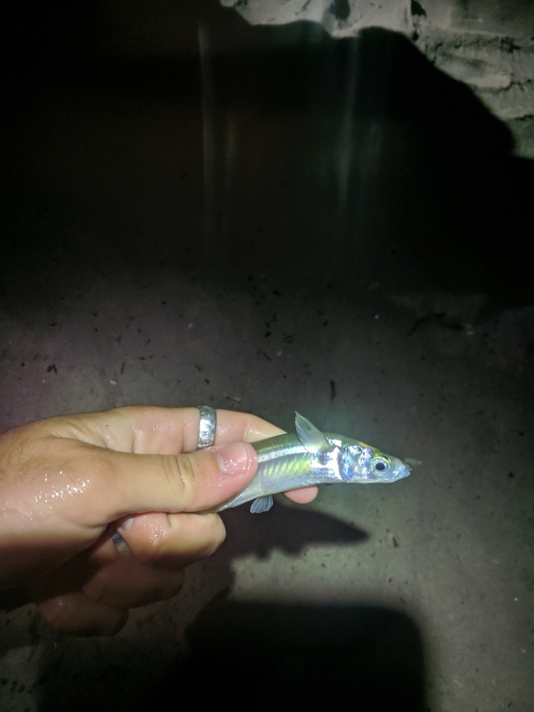 California Grunion from Seal Beach, CA 90740, USA on June 20, 2023 at