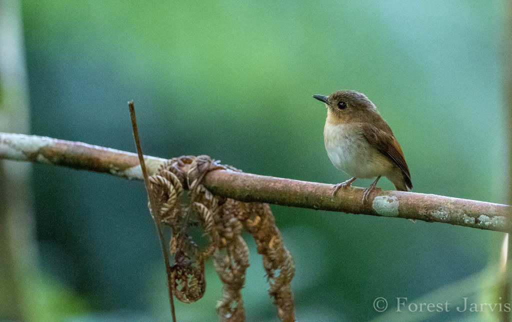 Cryptic Flycatcher
