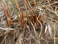 Juncus breweri