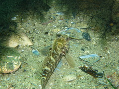Gobius cruentatus