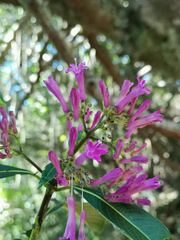 Palicourea angustifolia