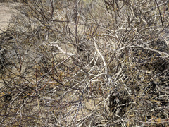 Psorothamnus arborescens