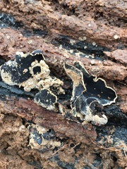 Ionomidotis irregularis