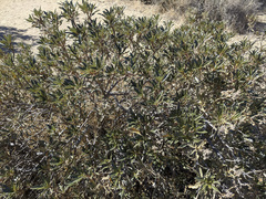 Eriodictyon trichocalyx