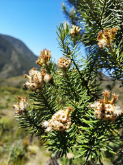 Linochilus rosmarinifolius