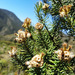 Diplostephium rosmarinifolium - Photo (c) Andrés Ramírez-Barrera, alguns direitos reservados (CC BY), uploaded by Andrés Ramírez-Barrera