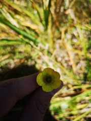 Ranunculus peruvianus
