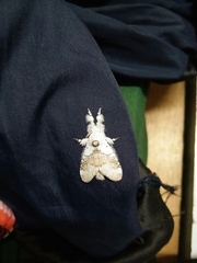 Calliteara horsfieldii