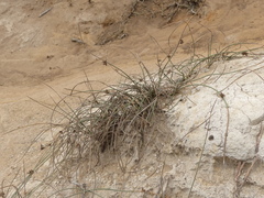 Juncus breweri