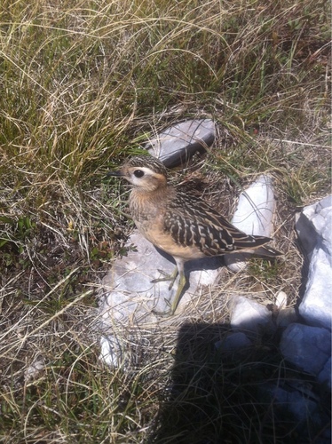 Eudromias morinellus