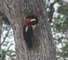 Campephilus robustus