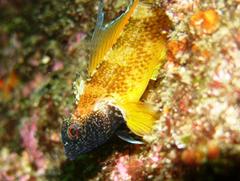 Black-Faced Blenny photo 3