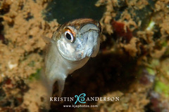 Crenimugil crenilabis