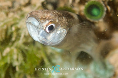 Crenimugil crenilabis