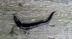 Australopacifica cucullata