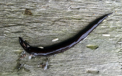 Australopacifica cucullata