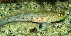 Gobius xanthocephalus