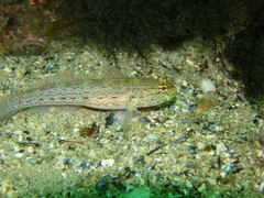 Gobius xanthocephalus