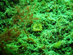 Caryophyllia smithii