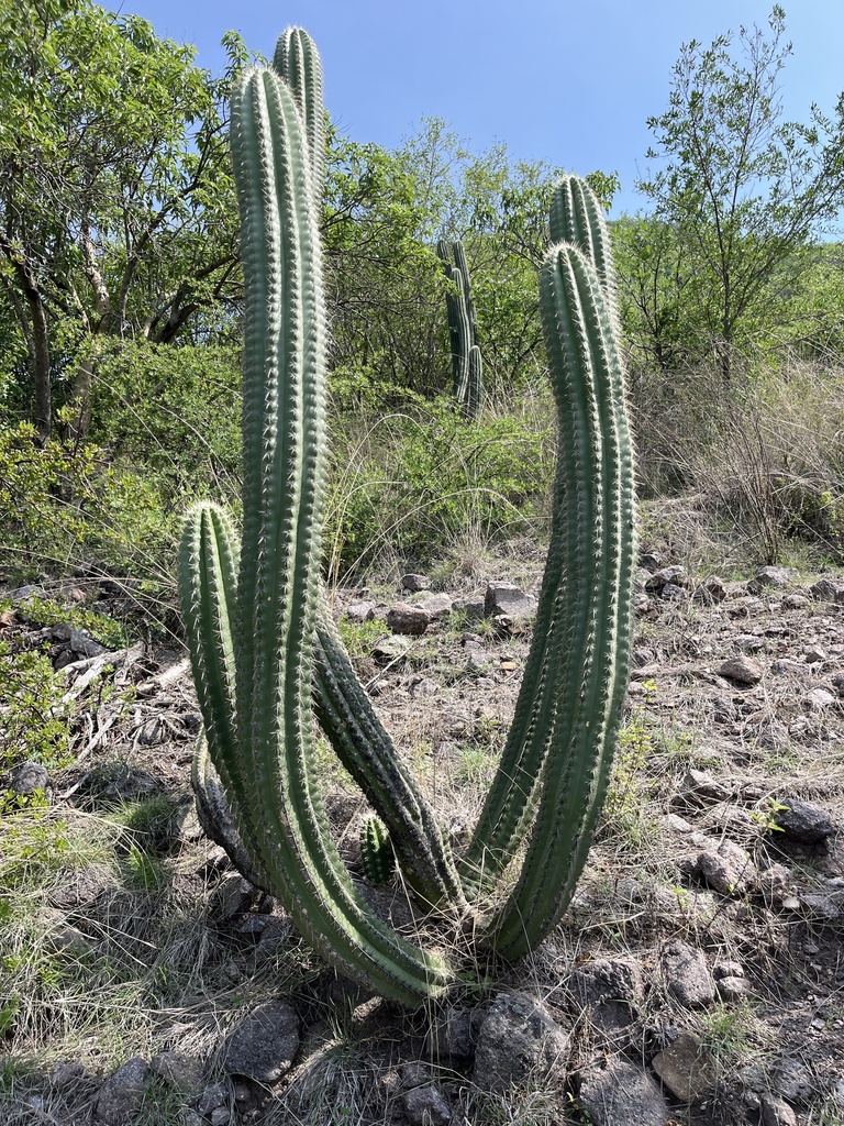 Stenocereus stellatus from Oaxaca, MX on June 21, 2023 at 0939 AM by