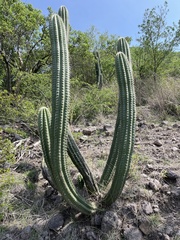 Stenocereus stellatus, photograph (c) Elliot Greiner, some rights reserved (CC BY)