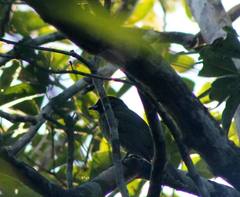 Carpornis melanocephala