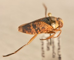 Notonecta irrorata