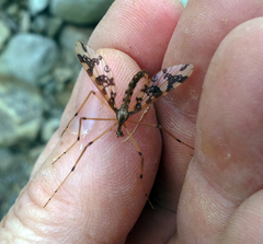 Mischoderus annuliferus