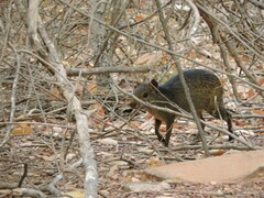Black-Rumped Agouti photo 2