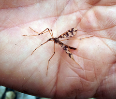 Mischoderus annuliferus