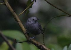 Myrmotherula unicolor