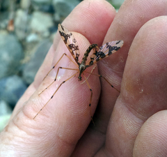 Mischoderus annuliferus