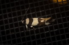 Macrobathra euryleuca
